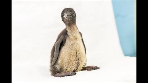 Shedd welcomes first rockhopper penguin chick in 8 years